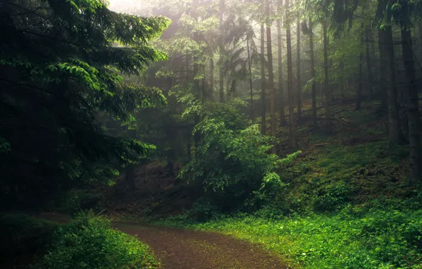 Picture road, forest, trees