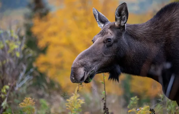 Picture autumn, face, foliage, portrait, moose, moose