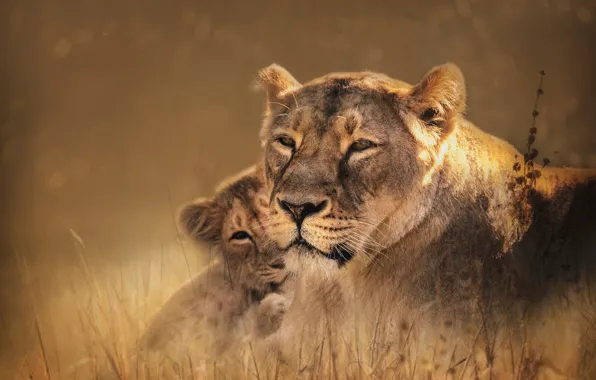 Grass, look, face, nature, portrait, baby, pair, lions