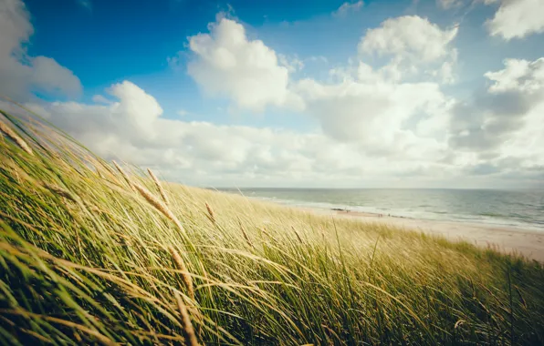 Sea, beach, the sky, grass, clouds, shore, horizon, spikelets