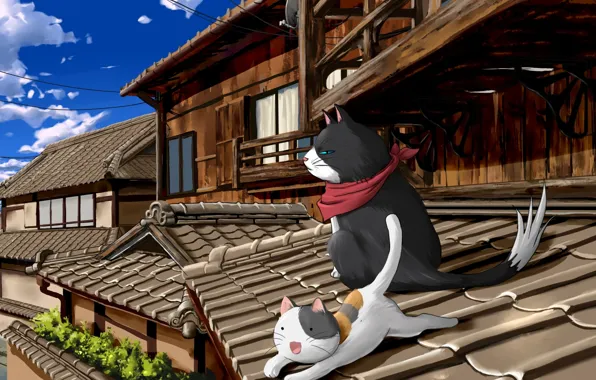 Picture roof, cats, nyan koi