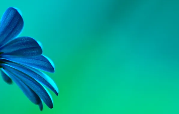 Flowers, background, Wallpaper, petals