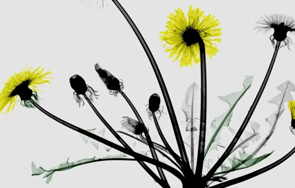 Leaves, macro, dandelion, petals, stem, coloured x-ray