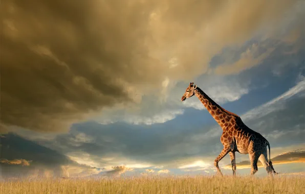 Picture field, the sky, grass, the sun, clouds, clouds, nature, giraffe