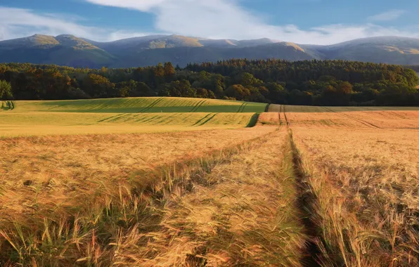 Road, field, mountains, rye, track, ears, cereals, path