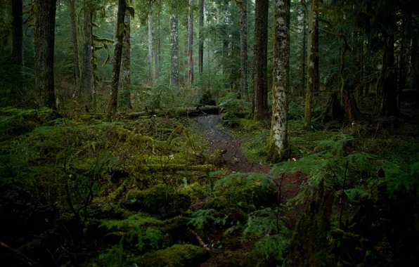 Picture forest, trees, nature, path