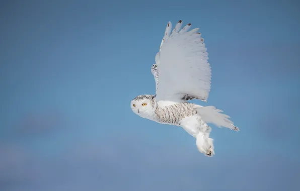 Winter, look, snow, flight, pose, owl, bird, wings