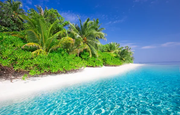 Picture sea, beach, landscape, tropics, palm trees, blue water