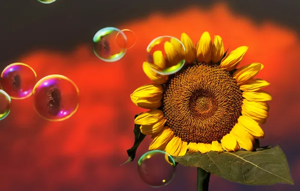 Flower, yellow, sunflower, bubbles, red background, bokeh