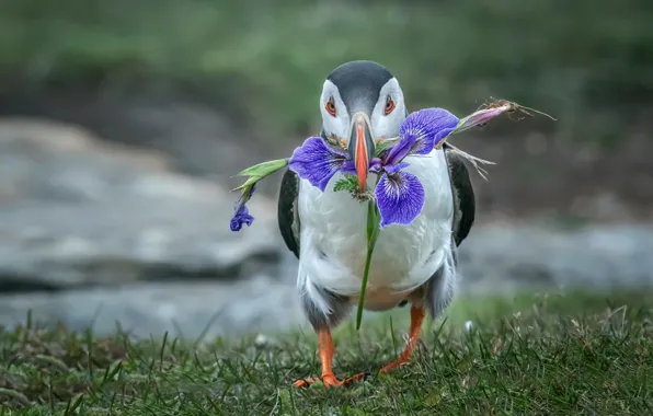 Picture flowers, stalled, iris, walk, bird, Atlantic puffin