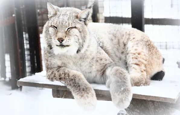 Winter, snow, animal, lynx, zoo