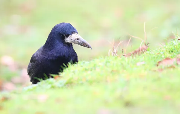 Nature, background, bird