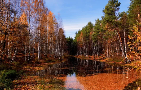 Picture autumn, forest, nature, river, photo, birch
