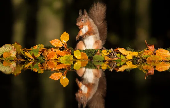 Autumn, leaves, water, light, pose, reflection, the dark background, protein