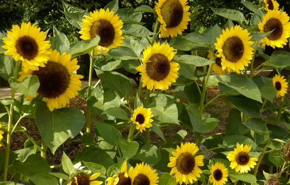 Flower, grass, flowers, widescreen, Wallpaper, sunflower, wallpaper, widescreen