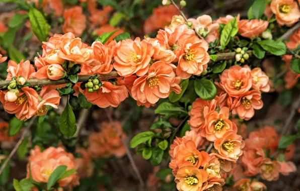 Branches, spring, buds, flowering, blossom, spring, flowering trees, Japanese quince