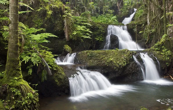 Forest, trees, river, waterfall, stream, Hawaii, cascade