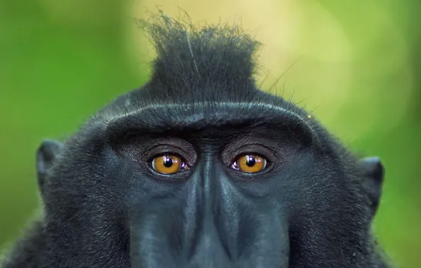 Eyes, look, Indonesia, the primacy of, crested baboon, Sulawesi