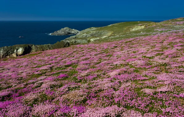Sea, flowers, rocks, England, Cornwall