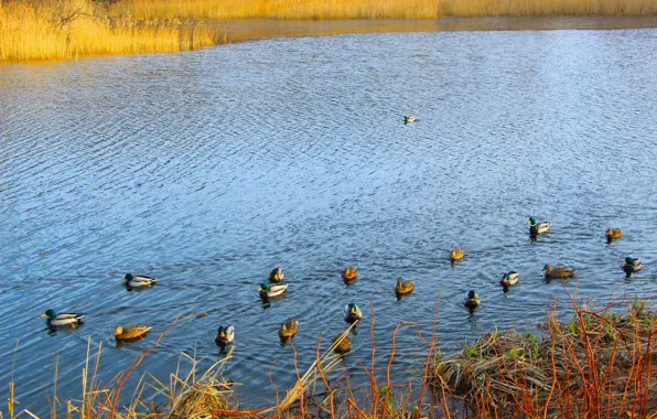 Bird, water, park, lake, duck