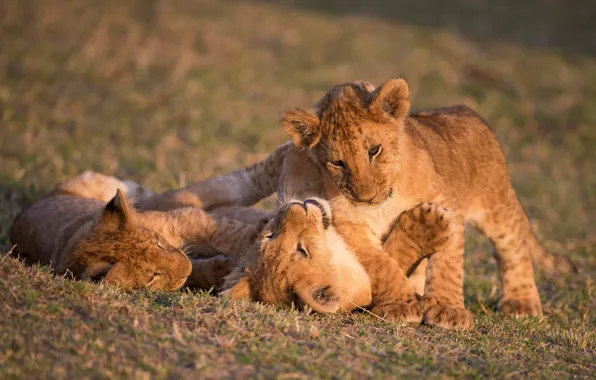 The game, baby, three, trio, lion, Trinity, three cub