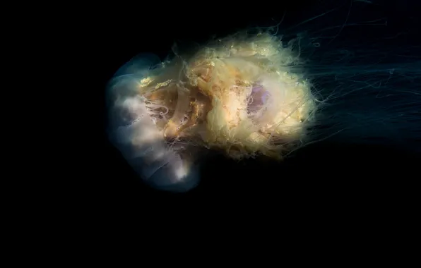 Sea, Medusa, black background