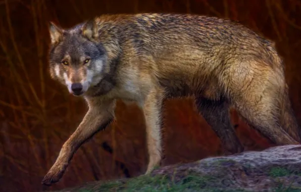 Nature, predator, animal, wolf, wildlife, portrait, portrait., Canis lupus. face
