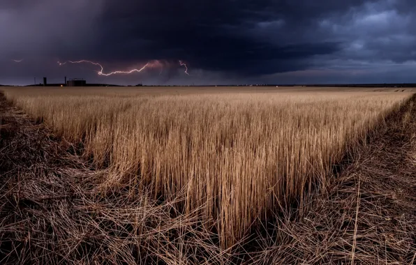 Field, night, nature