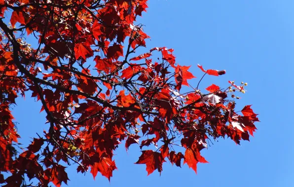 The sky, leaves, branches, red, nature, sheet, widescreen, Wallpaper