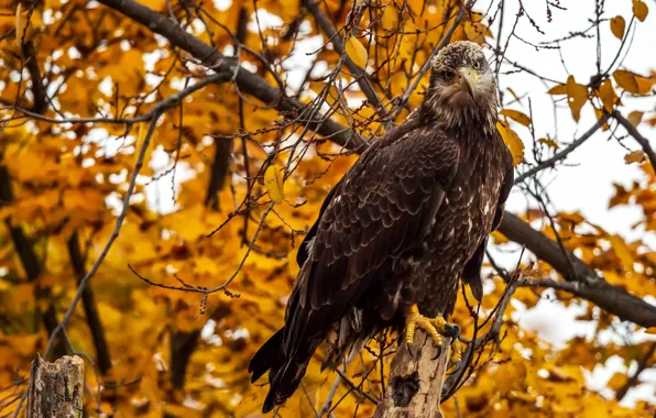 Autumn, look, branches, tree, bird, foliage, bokeh, autumn leaves