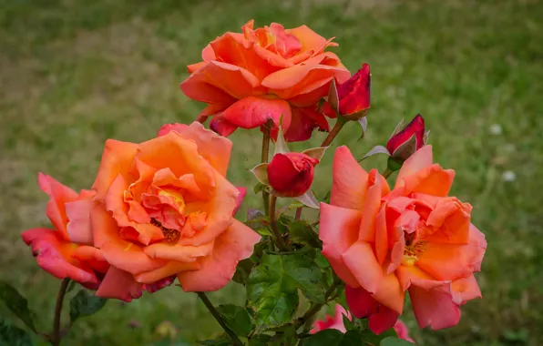 Picture greens, leaves, close-up, background, roses, pink, buds, the bushes