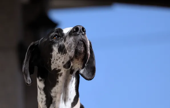 Background, dog, Dalmatians