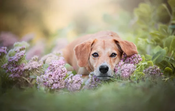 Picture summer, face, leaves, flowers, background, portrait, dog, lies