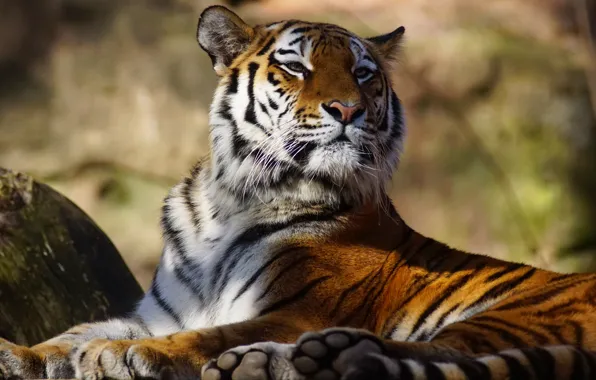 Look, face, light, nature, tiger, pose, stones, stay