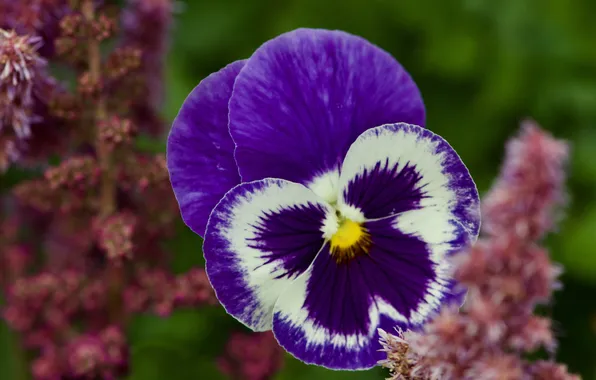 Flower, purple, macro, lilac, garden, Pansy, bokeh, viola
