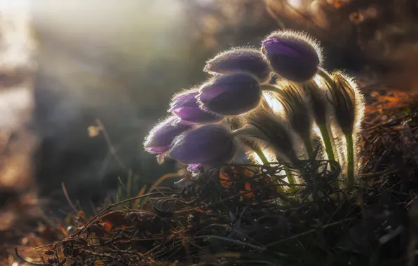 Grass, light, flowers, spring, buds, lilac, anemones, cross