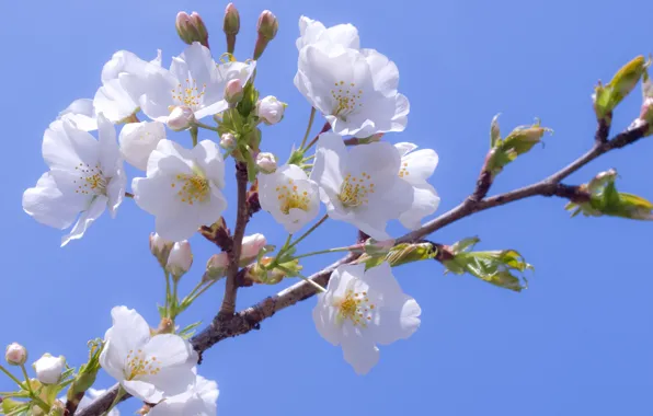 The sky, flowers, cherry, ease, blue, tenderness, branch, spring
