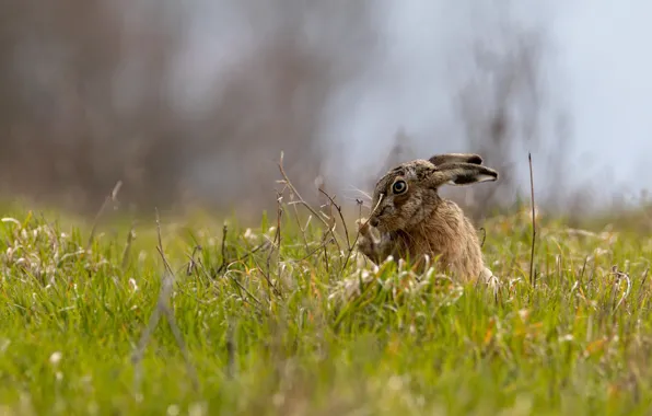 Picture summer, grass, grey, background, glade, hare, spring, Bunny