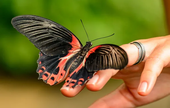 Butterfly, hand, wings, ring, fingers, beautiful