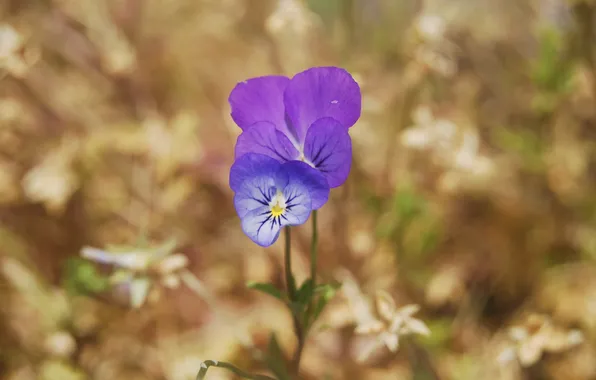 Flower, macro, nature, earth, Pansy