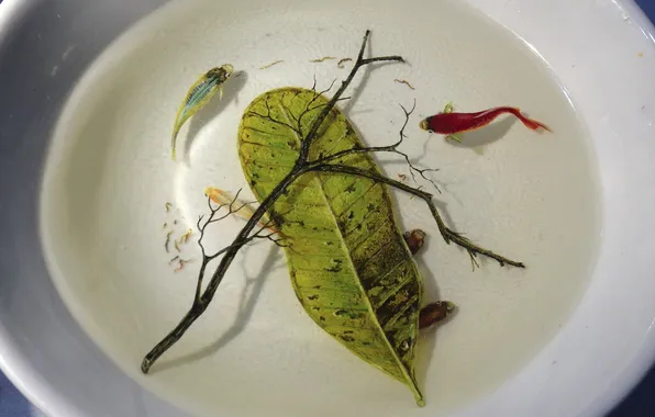 Picture water, fish, sheet, sprig, two, art, plate