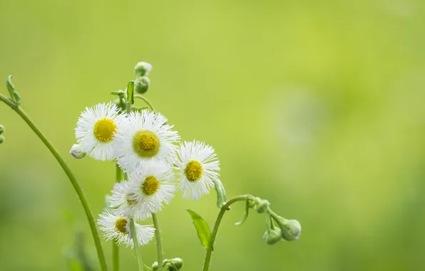 Macro, flowers, petals, stem, meadow