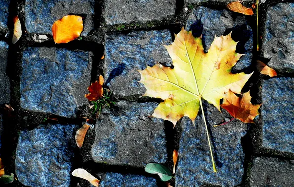 Leaves, macro, background