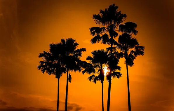 The sky, the sun, nature, palm trees, silhouettes
