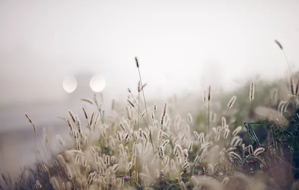 Grass, nature, fog