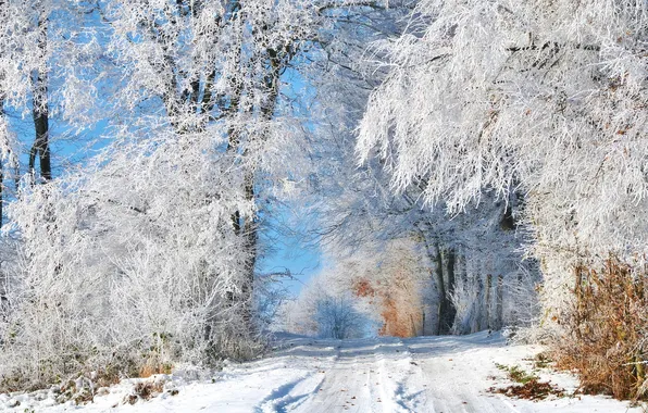 Winter, frost, road, snow, trees