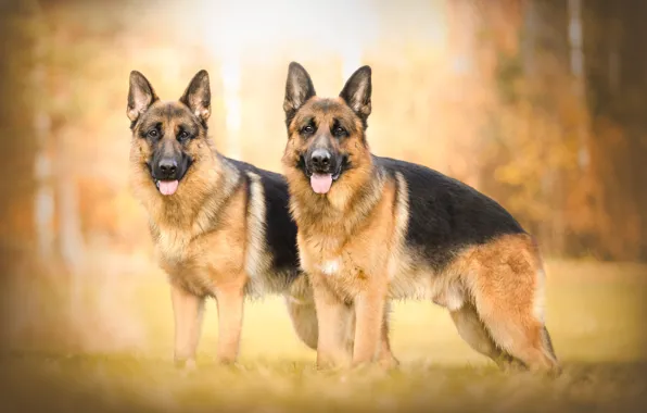 Picture autumn, bokeh, two dogs, shepherd