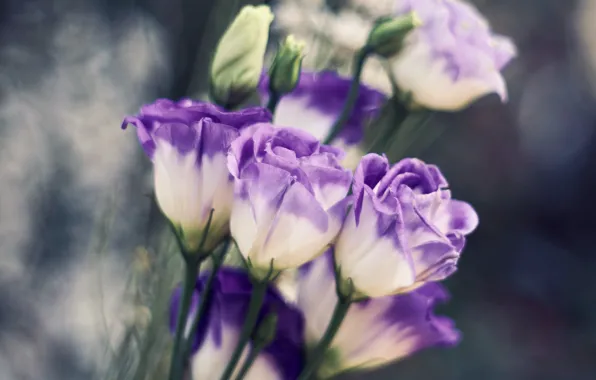 Flowers, bouquet, lilac, eustoma, eustoma