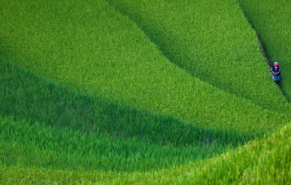 Field, figure, Vietnam, terrace, Yen Bai