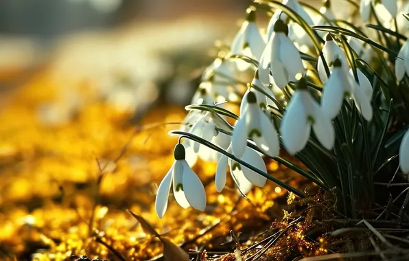 The sun, light, flowers, nature, glade, spring, snowdrops, banner